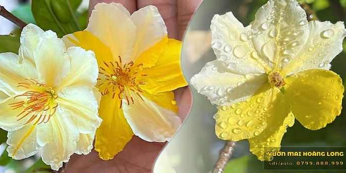 Hỗ Trợ Vườn Mai Bị Ngập Bất Thường