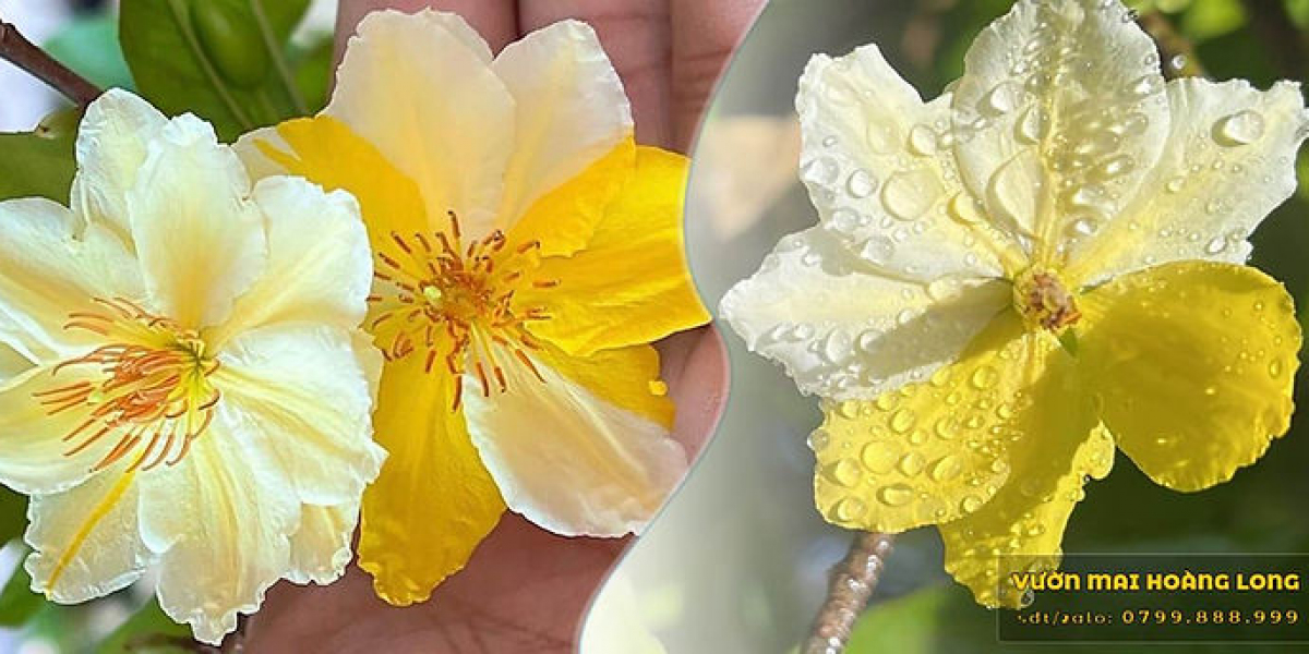 HƯỚNG DẪN CÁCH TỈA MAI VÀNG TẠO DÁNG