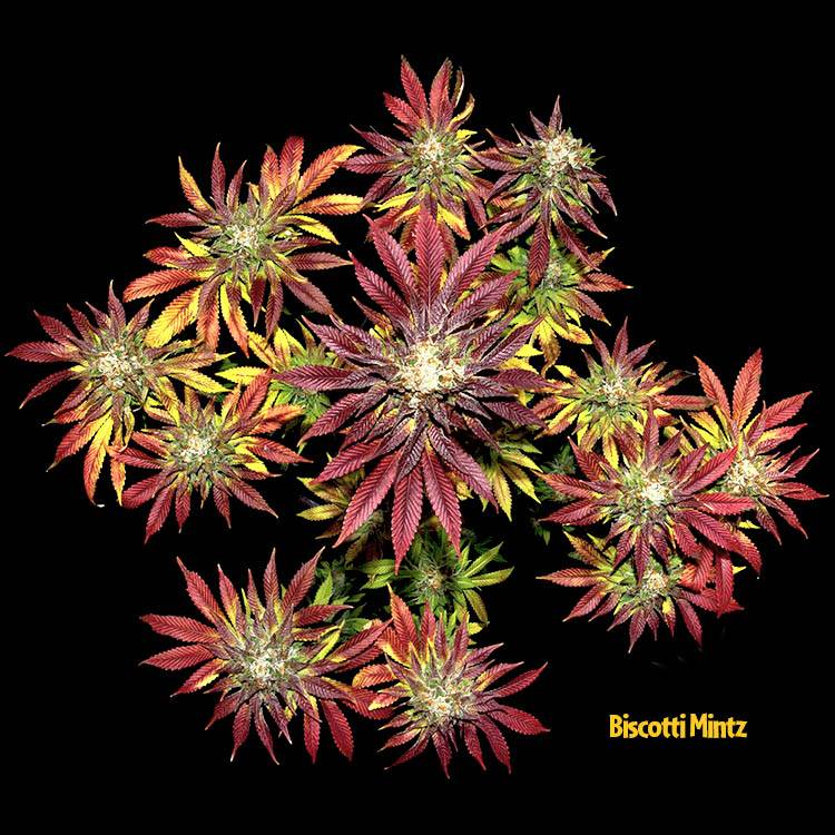 Buy Biscotti Mintz Seeds Online | Trusted Cannabis Genetics