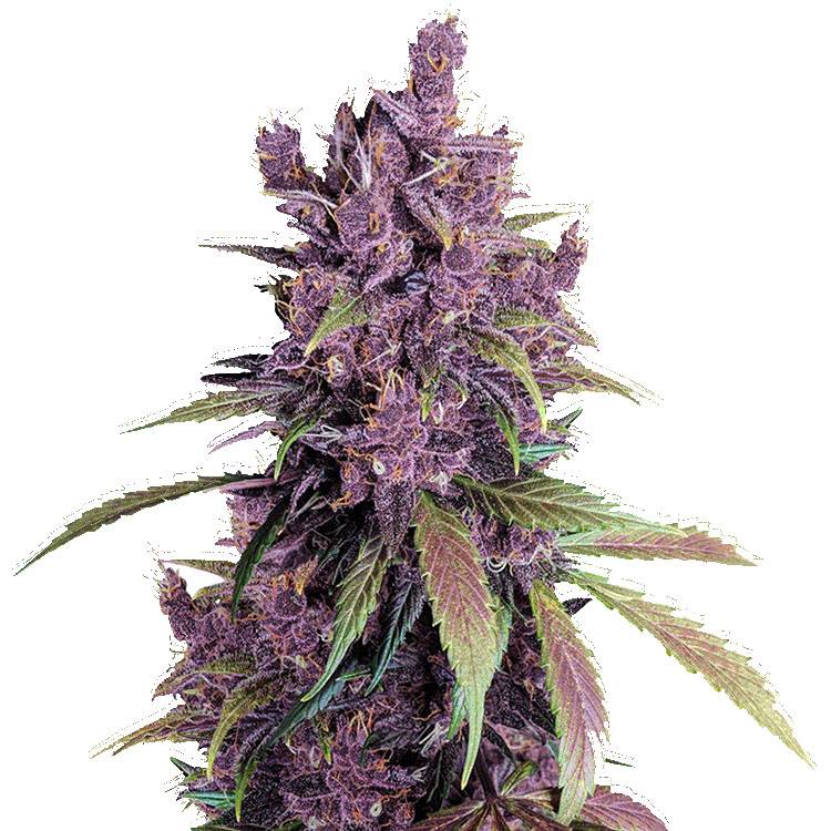 Black Cherry Punch Seeds for Sale | Premium Cannabis Genetics