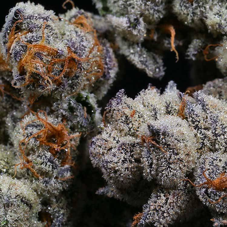 Buy Blackberry Moonrocks Seeds Online | Premium Genetics