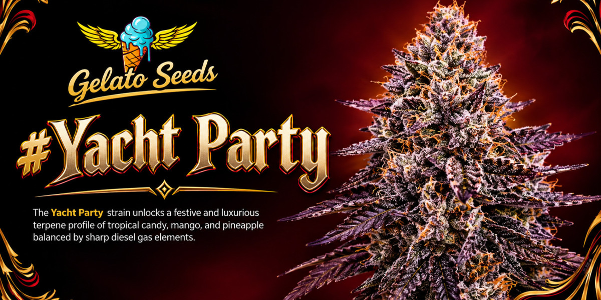 How Did Yacht Party Develop Its Identity in Modern Cannabis Genetics?