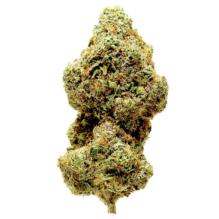 Chocolate Thai strain feminized seeds