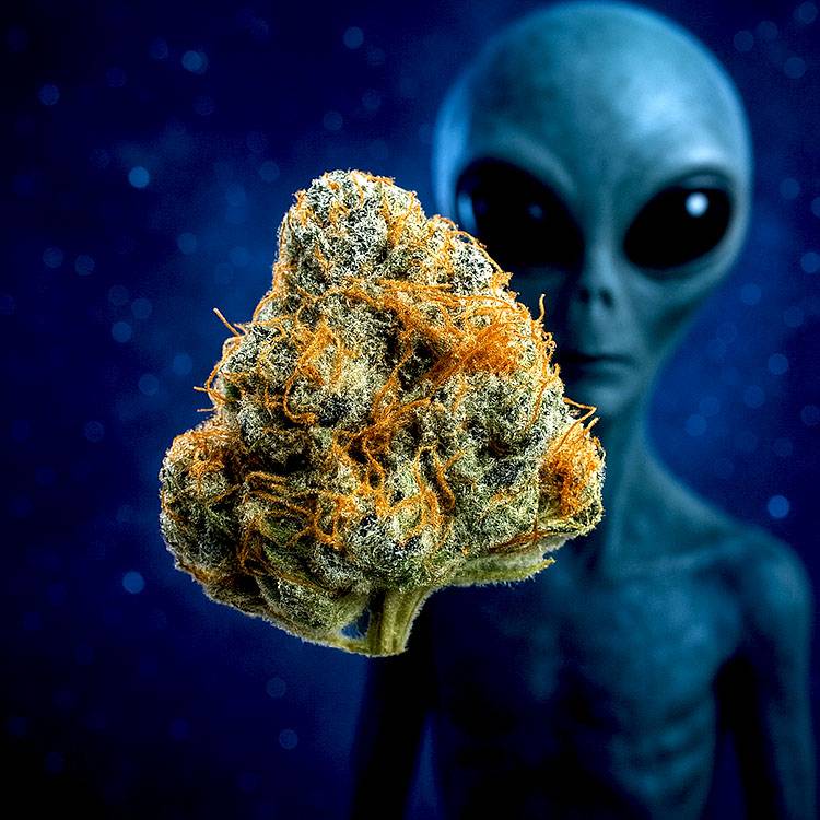 Buy Alien OG Feminized Seeds Online At Gelato Seeds